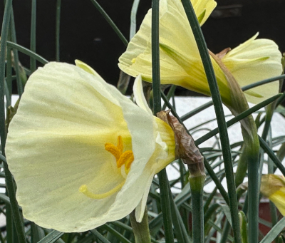 Narcissus bulbocodium 'White Petticoat'